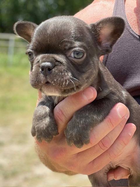 frenchie puppy